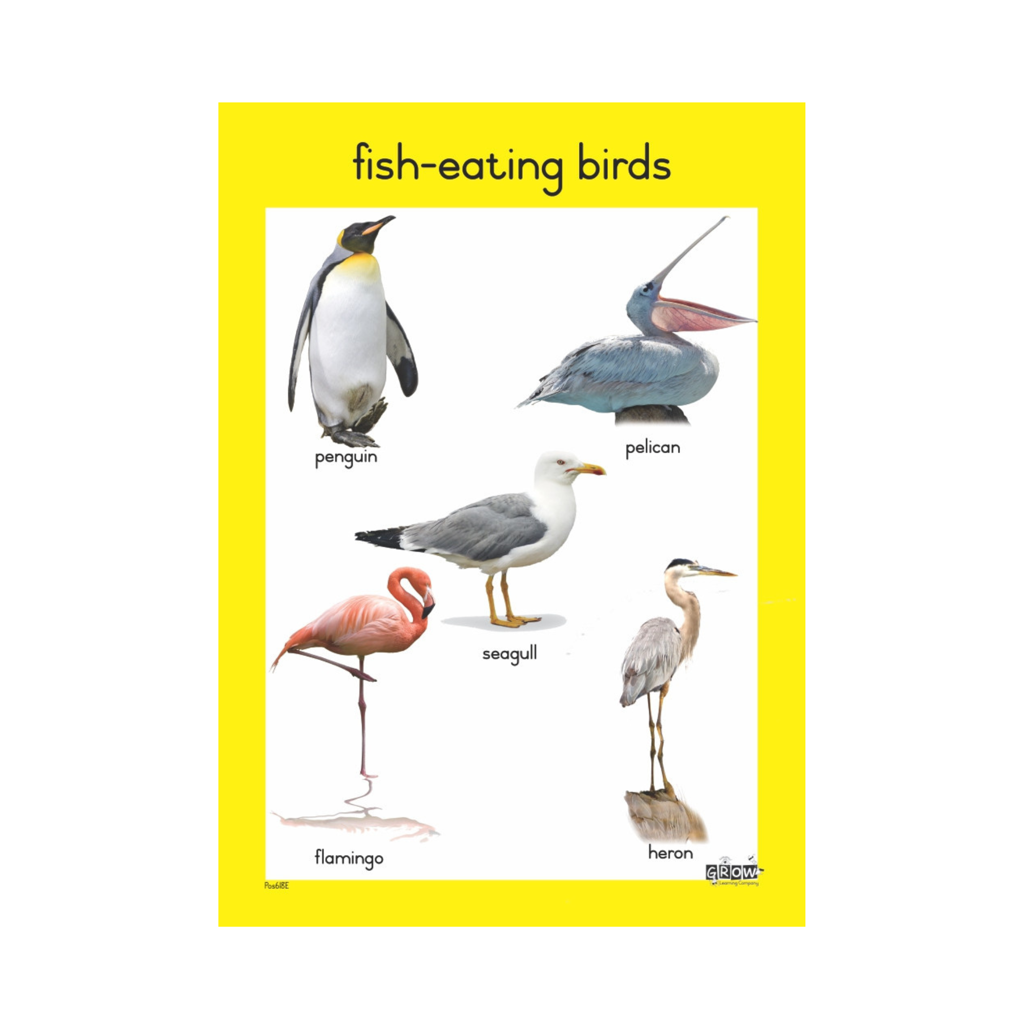 Birds – Grow Learning Company