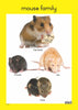 Pets