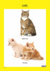 Pets