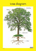 Plants & Trees - Foundation Phase Theme