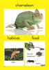 Reptiles