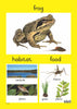Reptiles