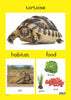 Reptiles