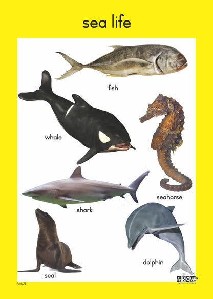 Sea Life