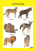 Wild Animals