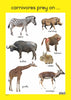 Wild Animals