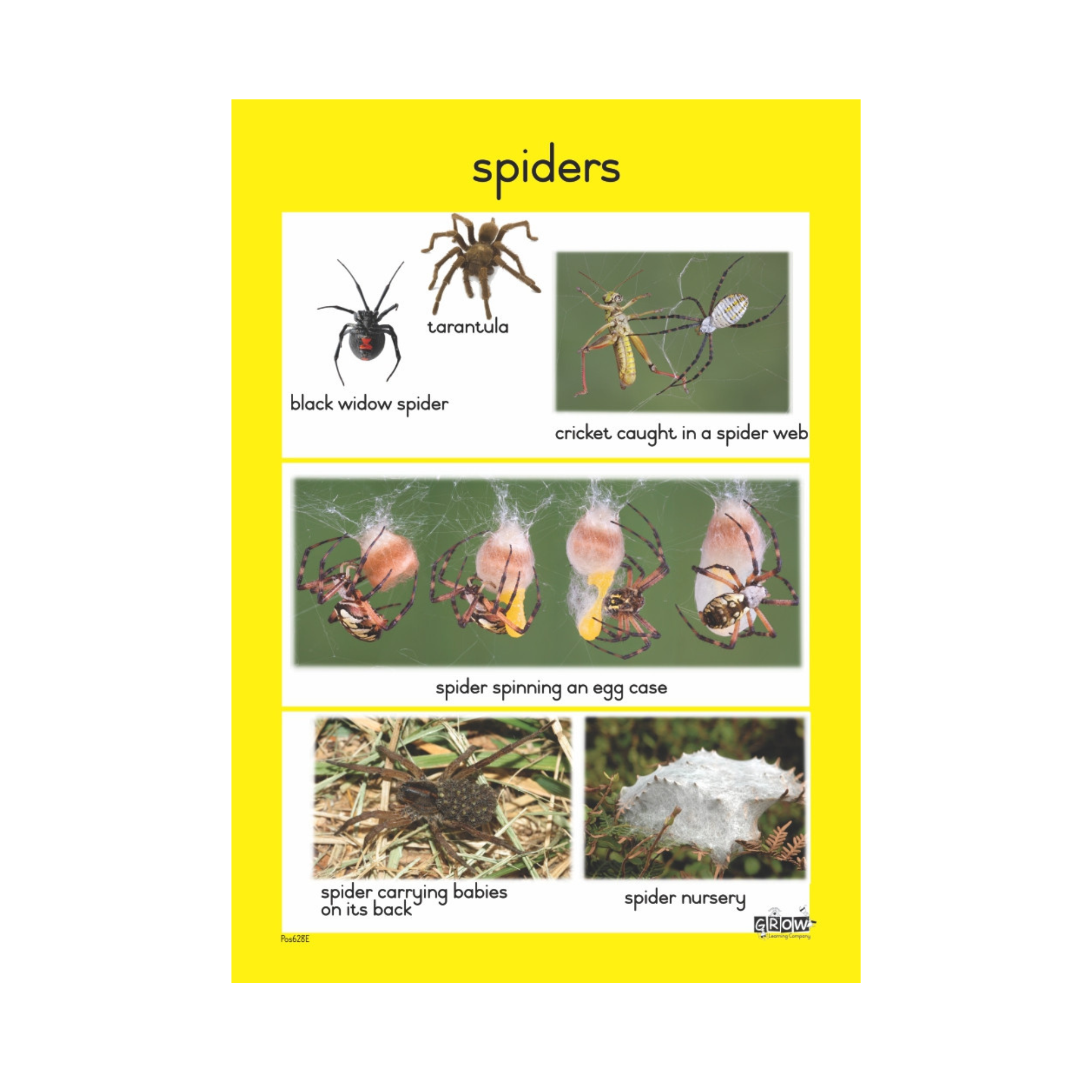 Insects – Grow Learning Company