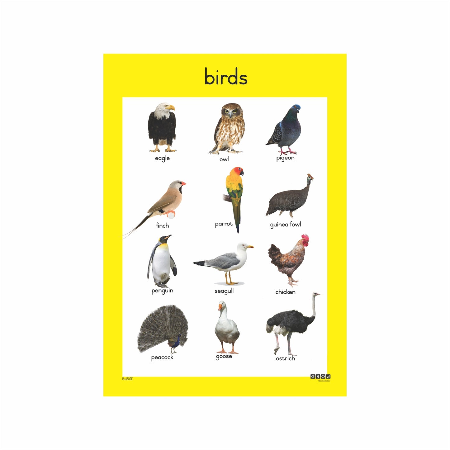 Birds