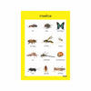 Insects