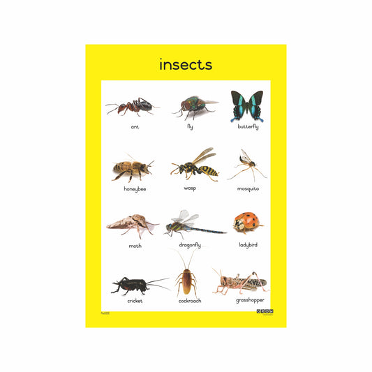 Insects