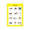Insects