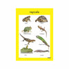 Reptiles