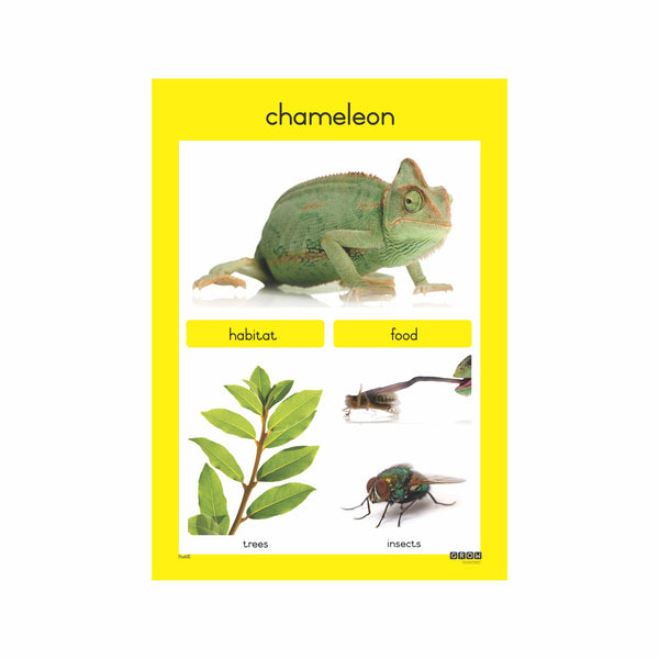 Reptiles