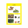 Reptiles