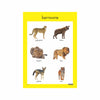 Wild Animals