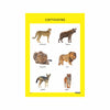 Wild Animals