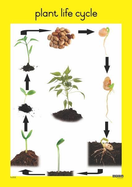 Plants - Single Theme Chart