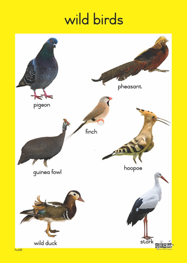 Birds – Grow Learning Company