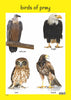 Birds