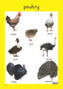 Birds
