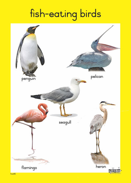 Birds - Foundation Phase Theme