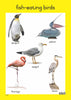 Birds - Foundation Phase Theme