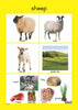 Farm Animals - Foundation Phase Theme