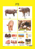 Farm Animals - Foundation Phase Theme