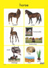 Farm Animals - Foundation Phase Theme