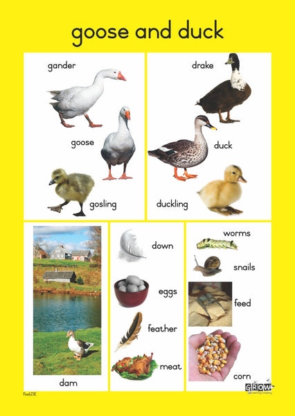 Farm Animals - Foundation Phase Theme