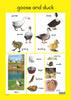 Farm Animals - Foundation Phase Theme