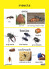 Insects