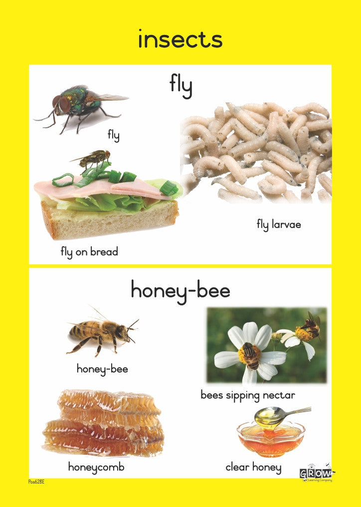Topic Insects Insects | Grow Learning Company