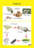 Insects
