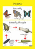Insects